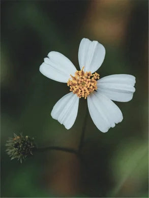 Flor branca com pétalas delicadas e centro dourado, ideal para cosméticos naturais