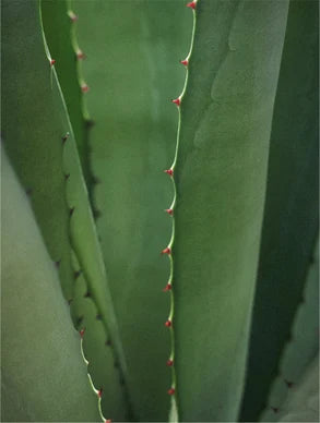 Close-up de folhas de aloe vera frescas, ideal para cosméticos hidratantes naturais
