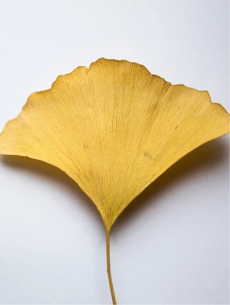 Gel potenciador antioxidante de ginkgo